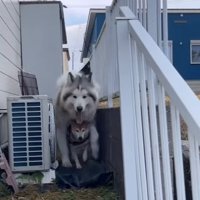 中型犬に追いついた大型犬