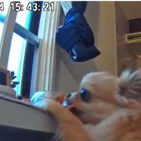 背伸びをしてオヤツをゲット！！