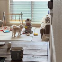 おもちゃで遊ぶワンコと赤ちゃん2