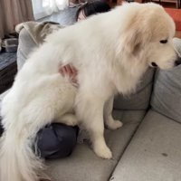 飼い主さんの膝の上！