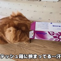 茶太郎くんが大変なことに…！