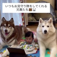 今日も子守りしてくれてる