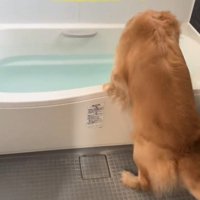 お風呂を覗く犬3