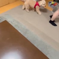 お姉ちゃんの後ろをトコトコ…