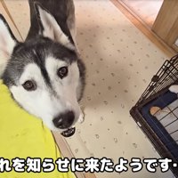 見上げて訴える大型犬