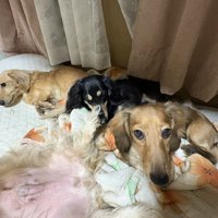 4匹の同居犬がいるそう