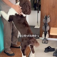 パパを見つめる犬