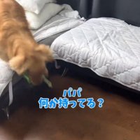 部屋の中を走り回る犬
