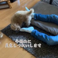 ちゃこたろう君と祖父母の初対面3