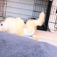 遊び盛りの赤ちゃん犬