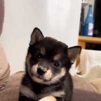 近づいてくるあられちゃん