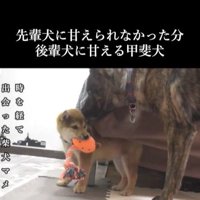 甘えん坊なハルヱちゃんの過去と現在7