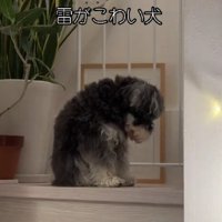 猫背でしょんぼり