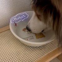 水遊びするさつまくん