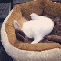 隠れて拒否！
