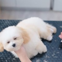 眠くなってきたぽぬちゃん