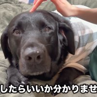 「どうしたらいいかわからないよ～…」