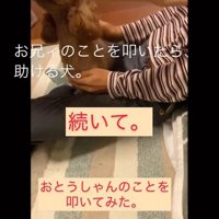 家族を叩くフリをした時のカブ子ちゃん7