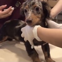 注射の直前の犬