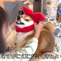 途中で嫌になって、歯をムキッ