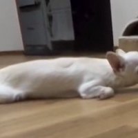 薄目を開けたチワワ