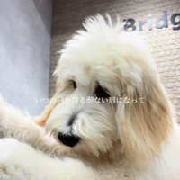 アグちゃんをお迎えするまで3