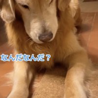 謎のおもちゃが出てきた！