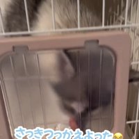 扉越しに鼻を寄せる犬