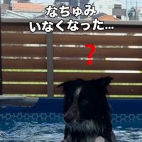 水の中から顔を出して呆然とする息子犬