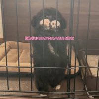 前足を上げてアピールする犬