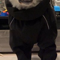 カッパ嫌いな秋田犬