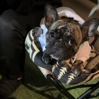 文句を言う犬