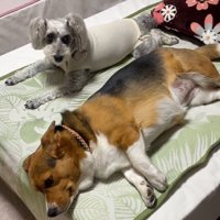 ベッドを占領する2匹