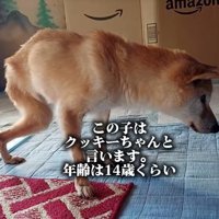 14歳のクッキーちゃん