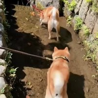 後ろを追いかける犬