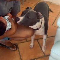 ハリーくんの匂いを嗅ぐゆめちゃん