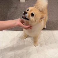 ママさんに撫でられてニッコリ♪
