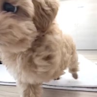 パピー時代の米ちゃん