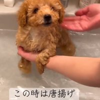 からあげみたいな色のふくくん
