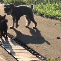 わんこたちも興味津々