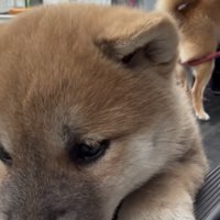 荷台から下をのぞく子犬