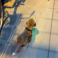 歩き出すうーろんくん