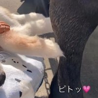 タッチできるようサポート