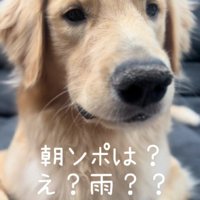 「え…お散歩中止…？」