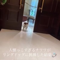 扉が開いて登場するチワワ