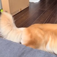 尻尾を振るイヴちゃん