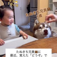 梨を食べるZIGGYくんと男の子