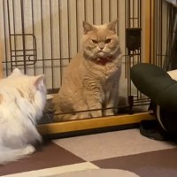 我が物顔のころもちゃん