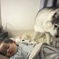 赤ちゃんのそばを離れる犬