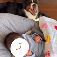 あくびをする犬